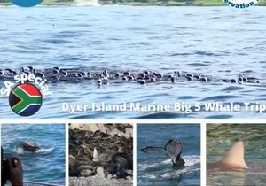 Next Dyer Island Marine Big 5 Tour: 14 September 2021