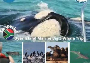 Next Dyer Island Marine Big 5 Tour: 15 September 2021