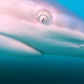 Bronze Whaler Sharks - Marine Dynamics Shark Tours - Xplorio™ Gansbaai