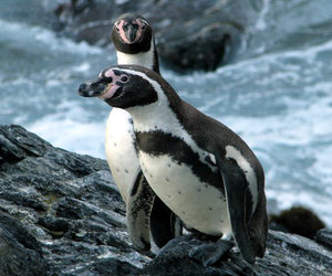 Penguin Event Cancelled - Gansbaai Daily News