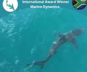 Next Marine Dynamics Shark Cage Diving Trip: 21 September 2021