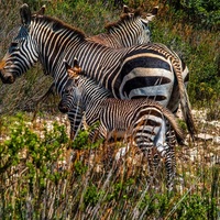 Zebras - Cape Nature- Xplorio™ Hermanus