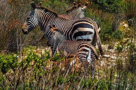 Zebras_1632132332