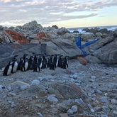 Penguins - Cape Nature - Xplorio™ Hermanus