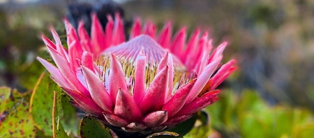 Protea_1632132438