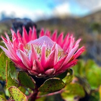 Protea - Cape Nature - Xplorio™ Hermanus