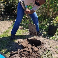 Planting Tree - Cape Nature - Xplorio™ Hermanus