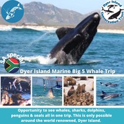 Next Dyer Island Marine Big 5 Tour: 21 September 2021
