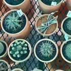 Nursery in Stanford - Riverland Garden Centre - Xplorio™ Stanford