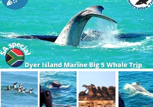 Next Dyer Island Marine Big 5 Tour: 22 September 2021