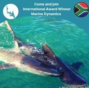 Next Marine Dynamics Shark Cage Diving Trip: 22 September 2021