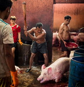 This Little Piggy Went to Market