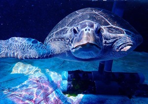 FISHERMEN, BEACH WALKERS ASKED TO LOOK OUT FOR STRANDED TURTLES