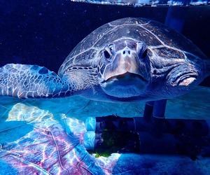 FISHERMEN, BEACH WALKERS ASKED TO LOOK OUT FOR STRANDED TURTLES