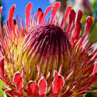 Baardskeerdersbos - Seeff Pearly Beach - Xplorio™ Gansbaai