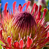 Baardskeerdersbos - Seeff Pearly Beach - Xplorio™ Gansbaai