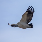 Vulture Viewing at De Hoop - De Hoop Collection - Xplorio™ Bredasdorp