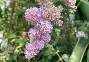 Lente by Beloftebos Farm Cottages