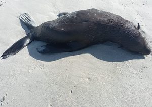 Concern Raised Over Skinny or Dead Seals