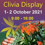 1 - 2 October 2021: Clivia Display