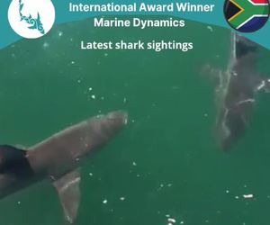 Next Marine Dynamics Shark Cage Diving Trip: 1 October 2021