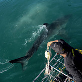 Marine Biologist - White Shark Projects -  Xplorio™ Gansbaai 