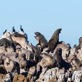 Seals - White Shark Projects - Xplorio™ Gansbaai 