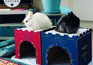 Bunny Houses