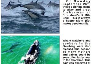 Oor dolfyne, walvisse en haaie...