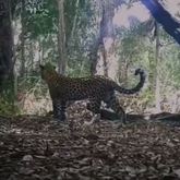 Recent Footage: Leopards - Walker Bay Fynbos Conservancy - Xplorio™ Gansbaai