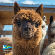 Have you ever hugged an alpaca?