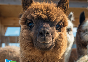 Have you ever hugged an alpaca?