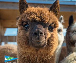 Have you ever hugged an alpaca?