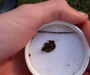 Endangered Micro Frog (Microbatrachella Capensis)