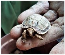 Wat maak 'n piepklein skilpad in die tuingrond?