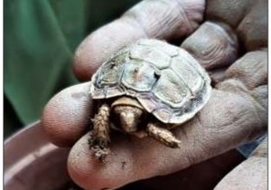 Wat maak 'n piepklein skilpad in die tuingrond?