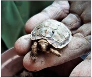 Wat maak 'n piepklein skilpad in die tuingrond?