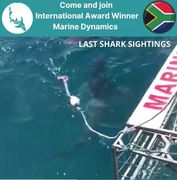 Next Marine Dynamics Shark Cage Diving Trip: 9 October 2021