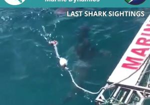 Next Marine Dynamics Shark Cage Diving Trip: 9 October 2021