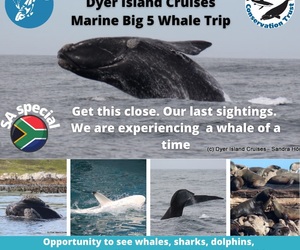 Next Dyer Island Marine Big 5 Tour: 9 October 2021