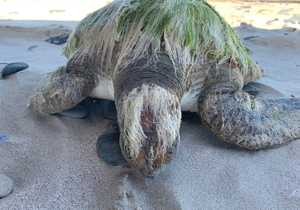 Be on the lookout for stranded turtles