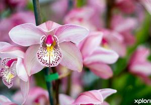 Orchid Potting and Care Workshop - 30 October 2021