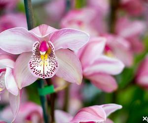 Orchid Potting and Care Workshop - 30 October 2021