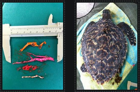 BALLOON BAN NOW IN FORCE IN ALL OVERSTRAND MUNICIPAL NATURE RESERVES