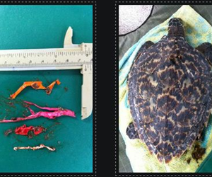 BALLOON BAN NOW IN FORCE IN ALL OVERSTRAND MUNICIPAL NATURE RESERVES