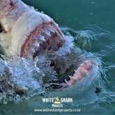 Shark - White Shark Projects - Xplorio™ Gansbaai