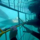 Shark Cage Diving