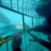 Shark Cage Diving