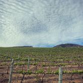 Raka Wine - Stanford Wine Route - Xplorio™ Stanford