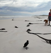 On the Beach: Avian Flu